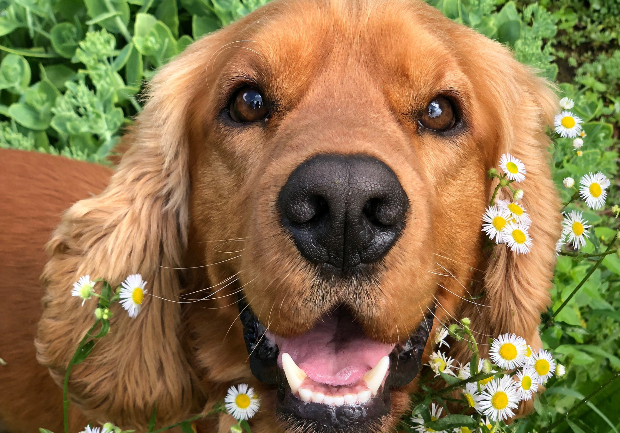 Solum eläinavusteisuus hoivakodeissa ja kuntoutuksessa