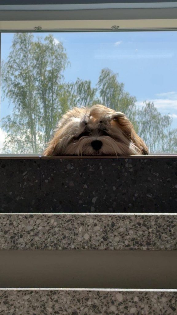 Solum Väinöläkoti Teuvo eläinavusteisuus