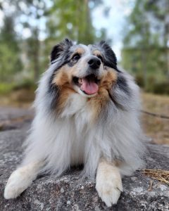 Solum Koskikoti Tuisku eläinavusteisuus